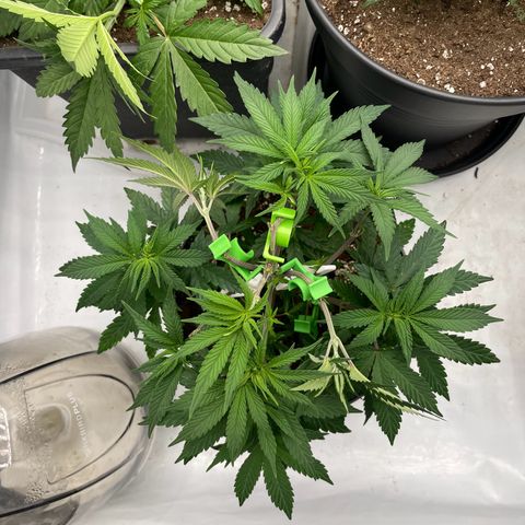 Cherry Mac Muffin growlog timeline photo