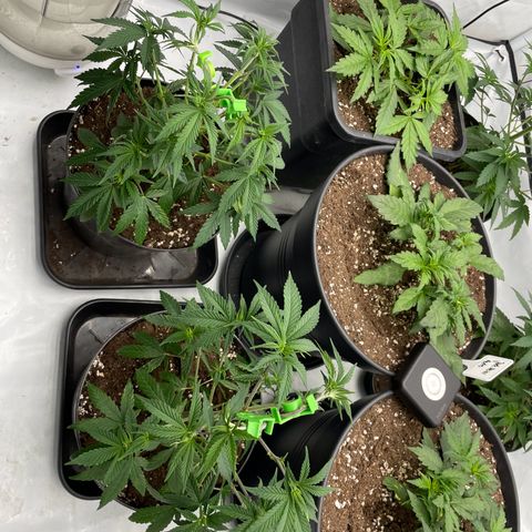 Cherry Mac Muffin growlog timeline photo