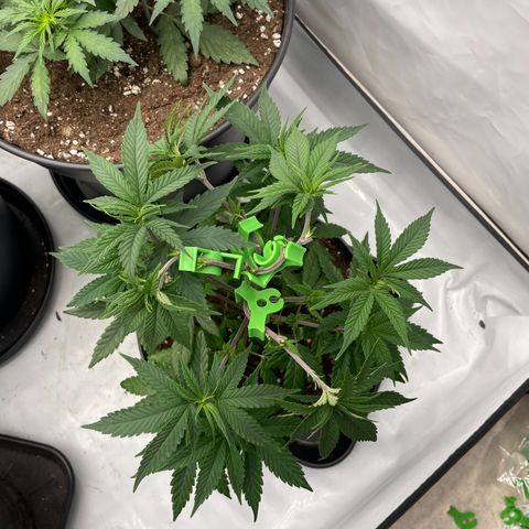 Cherry Mac Muffin growlog timeline photo