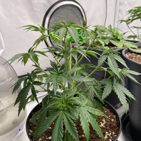 Cherry Mac Muffin growlog timeline photo