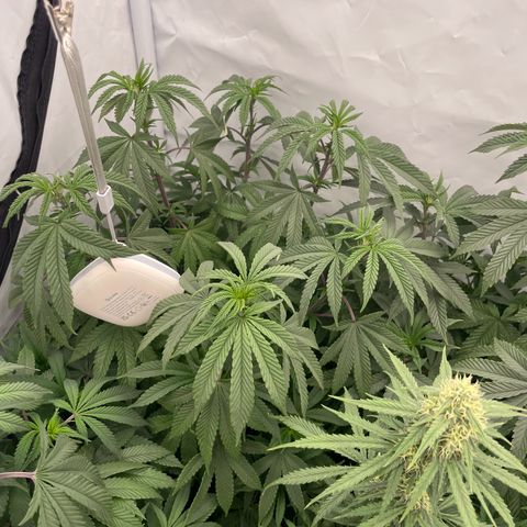 Cherry Mac Muffin growlog timeline photo