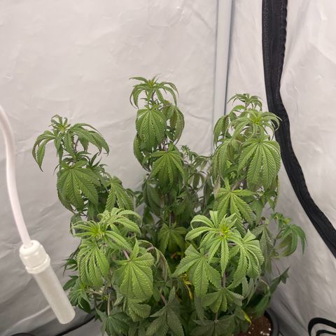 Cherry Mac Muffin growlog timeline photo