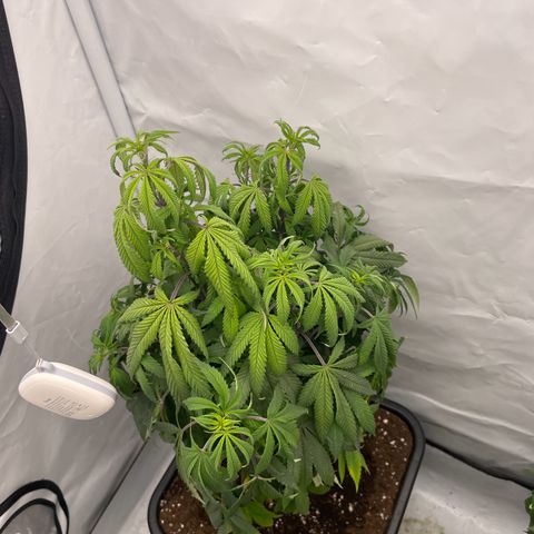 Cherry Mac Muffin growlog timeline photo