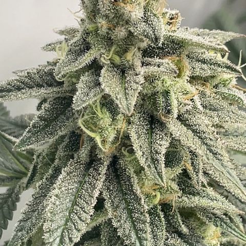 Cherry Mac Muffin growlog timeline photo