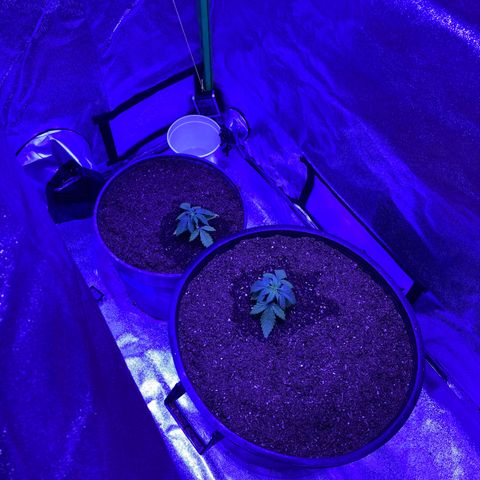 Durban Poison growlog photo: Just transplanted 