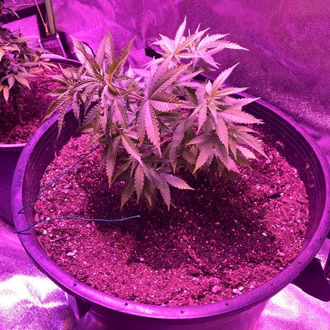 Durban Poison growlog photo: Started LST today