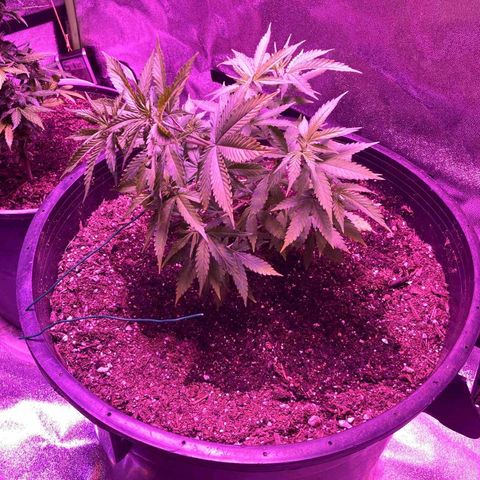 Durban Poison growlog photo: Start of LST