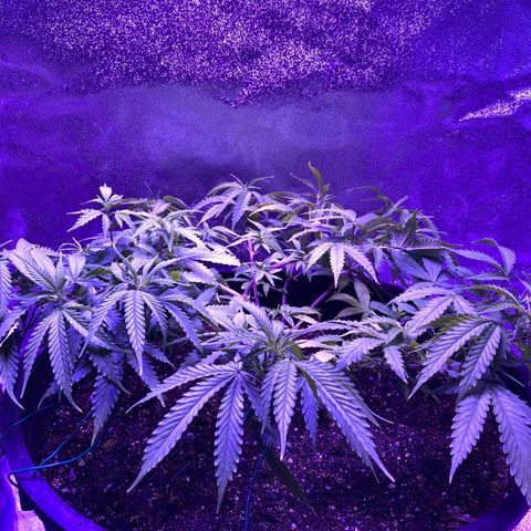 Durban Poison growlog photo: After watering and LST