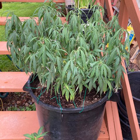 Durban Poison growlog photo: Over or under water symptoms