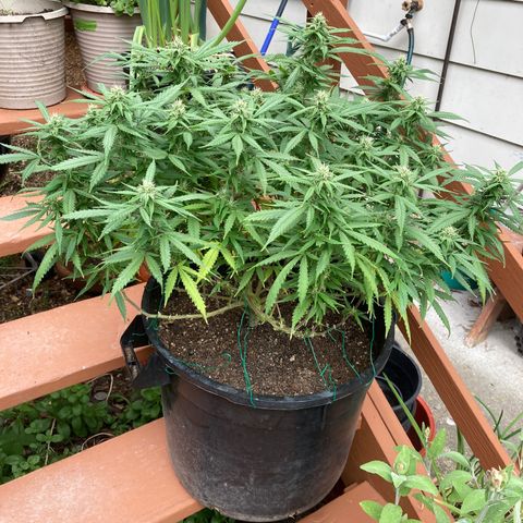 Durban Poison growlog timeline photo