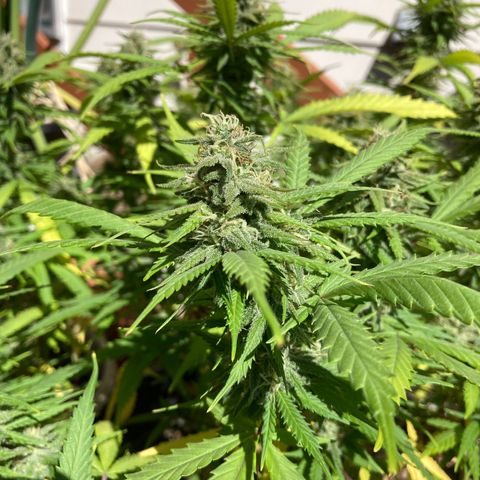 Durban Poison growlog timeline photo
