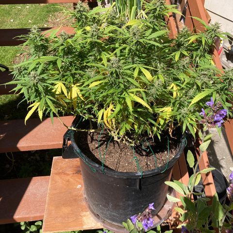 Durban Poison growlog timeline photo