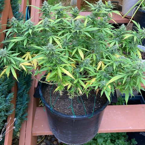 Durban Poison growlog timeline photo