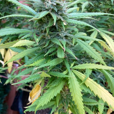 Durban Poison growlog timeline photo