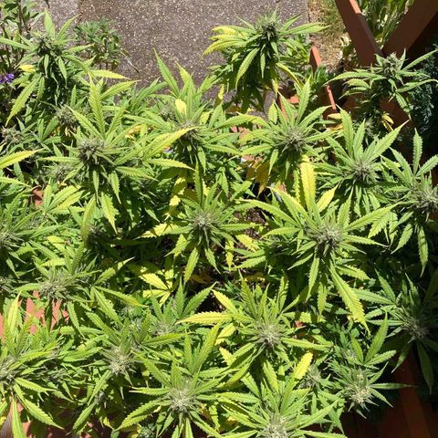 Durban Poison growlog timeline photo