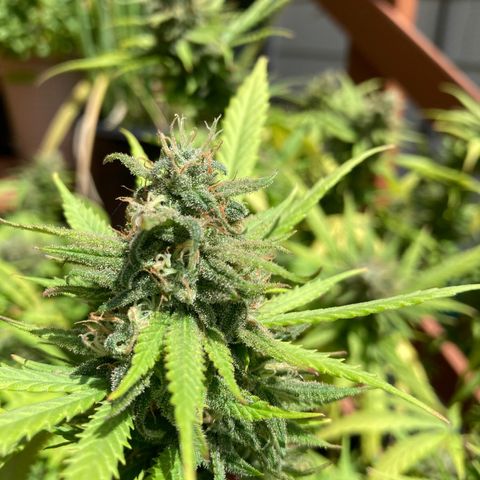 Durban Poison growlog photo: Checked Trichomes today, majority are cloudy with some that have turned amber.  Percentage of pistil’s that are brown, less than 50%.  Will be inspecting daily for the next week.  