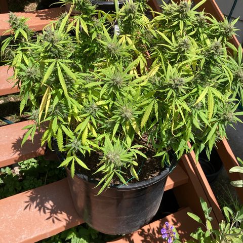 Durban Poison growlog photo: Checked Trichomes today, majority are cloudy with some that have turned amber.  Percentage of pistil’s that are brown, less than 50%.  Will be inspecting daily for the next week.  