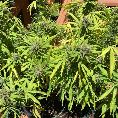 Durban Poison growlog timeline photo