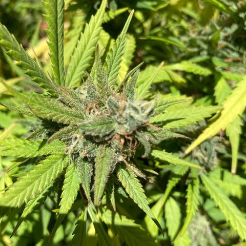 Durban Poison growlog timeline photo