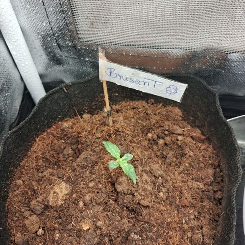 Brisant #1 growlog timeline photo