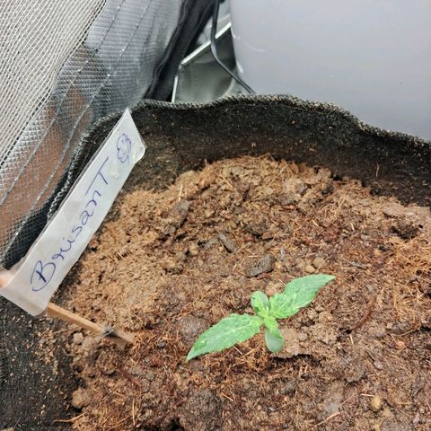 Brisant #1 growlog timeline photo