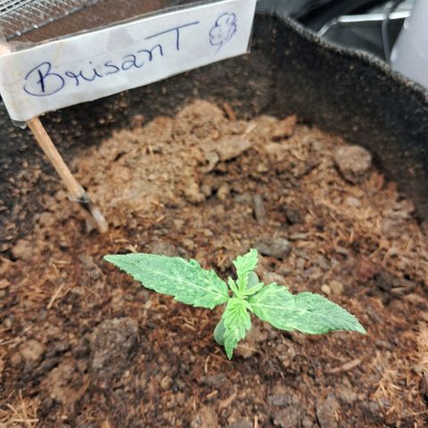 Brisant #1 growlog timeline photo