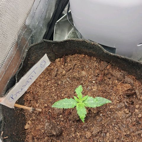Brisant #1 growlog timeline photo