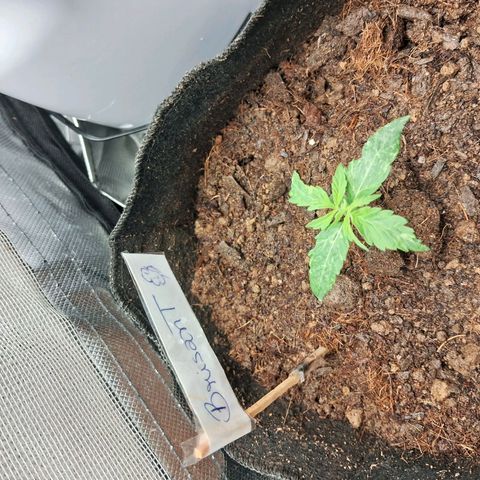 Brisant #1 growlog timeline photo