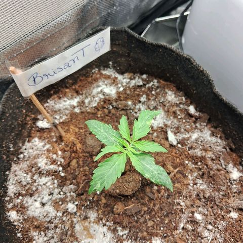 Brisant #1 growlog timeline photo