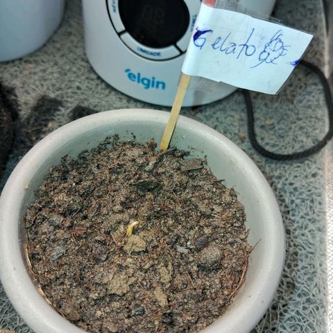 Auto Gelato #01 growlog timeline photo