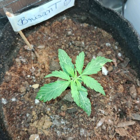 Brisant #1 growlog timeline photo