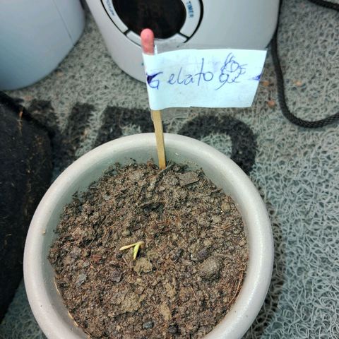 Auto Gelato #01 growlog timeline photo