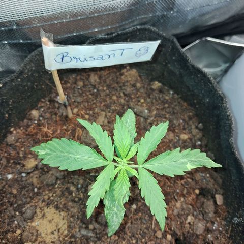 Brisant #1 growlog timeline photo