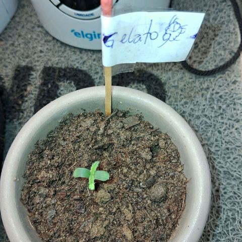 Auto Gelato #01 growlog timeline photo