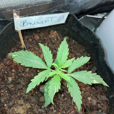 Brisant #1 growlog timeline photo