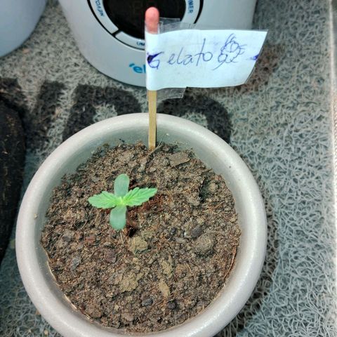 Auto Gelato #01 growlog timeline photo