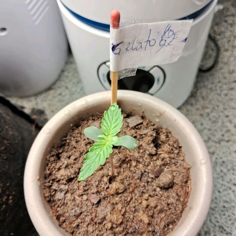 Auto Gelato #01 growlog timeline photo