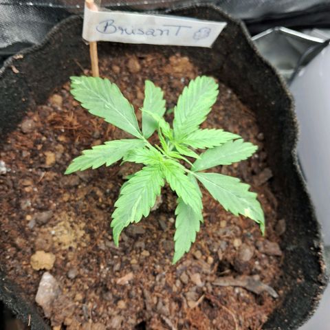 Brisant #1 growlog timeline photo