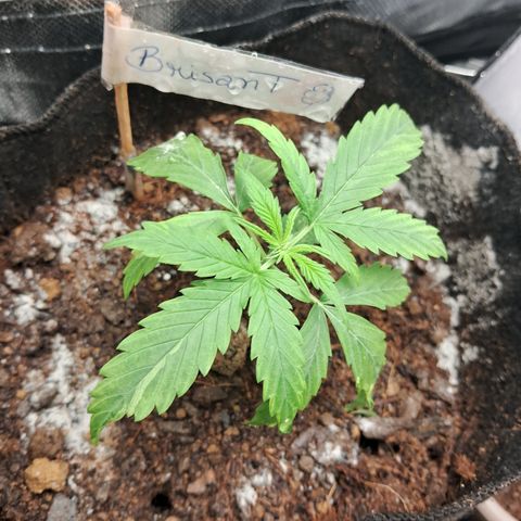 Brisant #1 growlog timeline photo