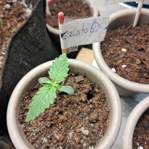Auto Gelato #01 growlog timeline photo