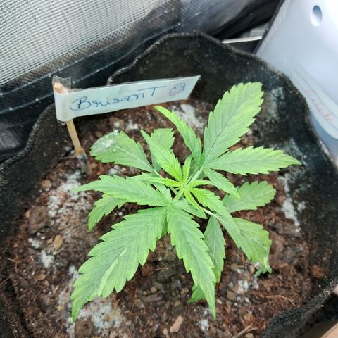 Brisant #1 growlog timeline photo