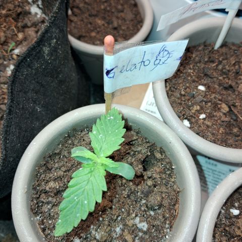 Auto Gelato #01 growlog timeline photo