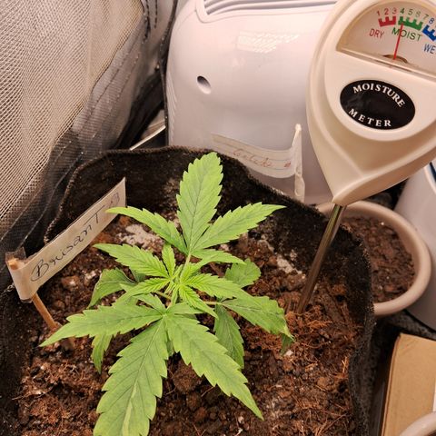 Brisant #1 growlog timeline photo