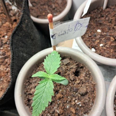 Auto Gelato #01 growlog timeline photo
