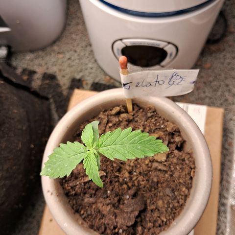 Auto Gelato #01 growlog timeline photo