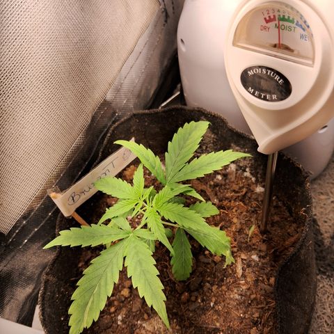 Brisant #1 growlog timeline photo