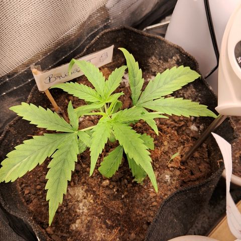 Brisant #1 growlog timeline photo