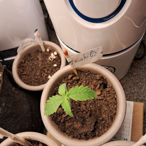Auto Gelato #01 growlog timeline photo