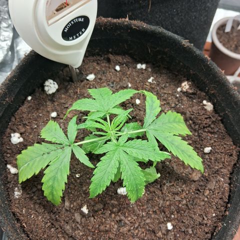 Brisant #1 growlog timeline photo