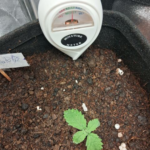Auto Gelato #01 growlog timeline photo